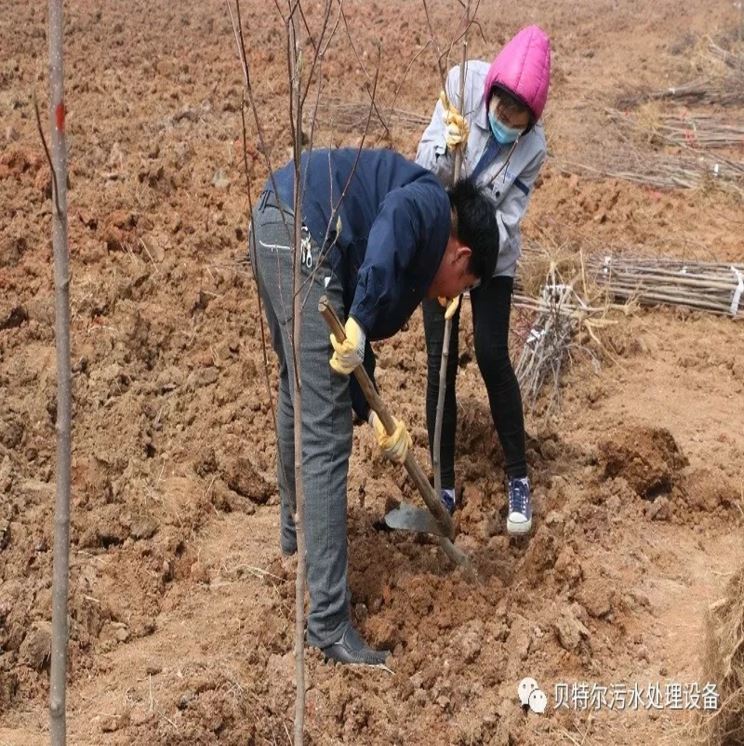 貝特環保開展“積極參加義務植樹，建設美麗貝特環保”活動